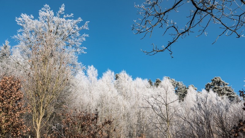 5K, beauty in nature, cold temperature, hoarfrost, 5k, treetop, growth, scenics - nature, clear sky, blossom, tranquility, sky, no people, branch, flowering plant