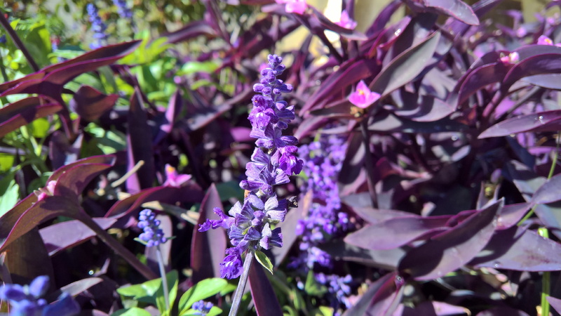 blossom, botany, nature, 5k uhd, petal, freshness, no people, focus on foreground, close-up, day, flower, outdoors, common sage, purple, leaf, flower head