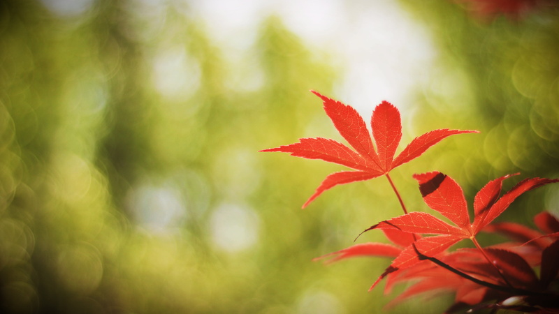 day, beauty in nature, selective focus, green color, maple leaf, red, no people, flower, flower head, fragility, 5k, leaf, petal, plant part, focus on foreground