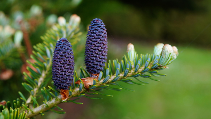 bud, growth, 5K, twig, flowering plant, flower, beauty in nature, pine cone, plant part, day, pine, close-up, tranquility, nature, coniferous tree, green color