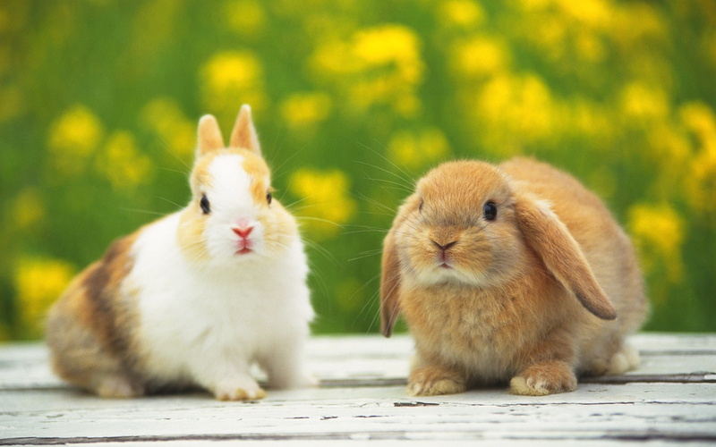 cute bunny, cute, floppy ears, brown, bunny, brown fur, floppy, fur, 720P, ears, adorable