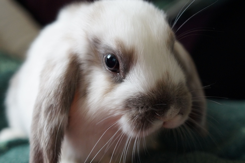 small, dwarf bunny, cute, mammal, animal, animal themes, animal head, 5K, animal eye, munchkins, rabbit, looking, focus on foreground, hare, young animal