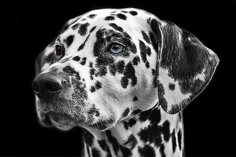 elegant, hairstyle, hundeportrait, purebred dog, indoors, animal head, close-up, noble, domestic, canine, studio shot, domestic animals, black and white