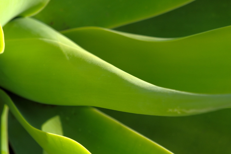 day, leaf, close-up, botany, freshness, plant, beauty in nature, green color, 2K, growth, vulnerability, pattern, Chrome Cast, natural pattern, plant part