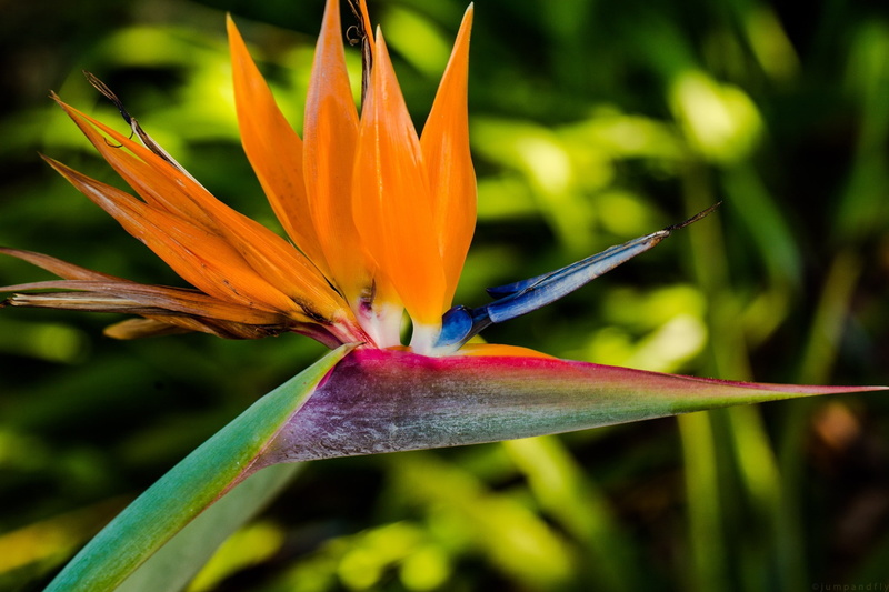 1080P, no people, orange color, beauty in nature, vulnerability, photography, inflorescence, Chrome Cast, fragility, nature, growth, focus on foreground
