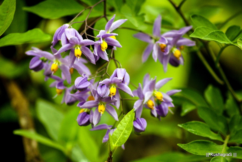 freshness, inflorescence, flowering plant, flower, plant, plant part, focus on foreground, no people, 720P, leaf, lilac, beauty in nature, nature, vulnerability