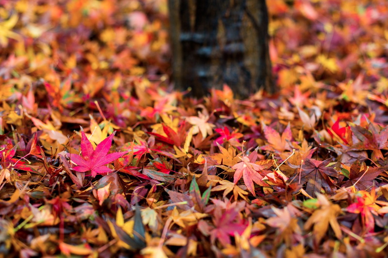 vulnerability, maple leaf, 1080P, no people, beauty in nature, leaves, dry, leaf, nature, land, fall, photography, plant part, abundance, falling, purple