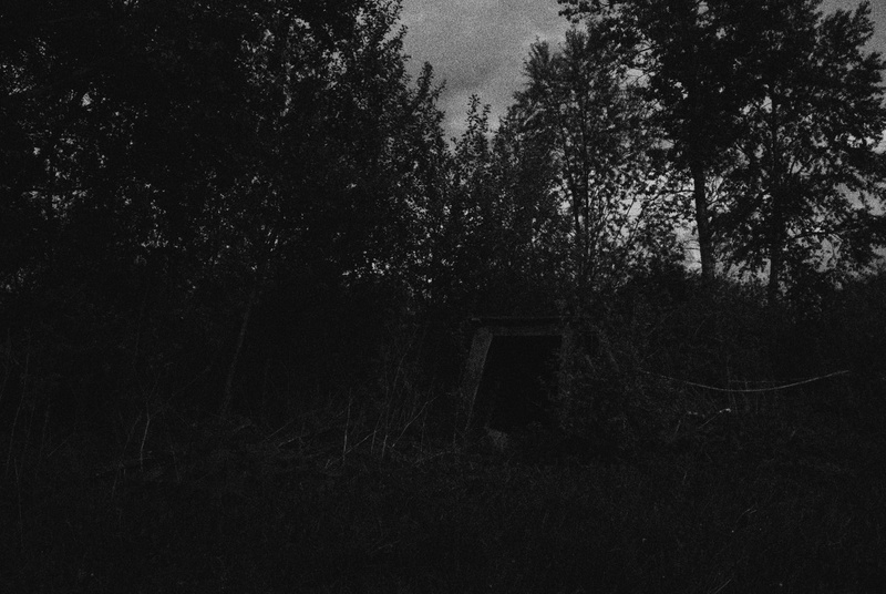 forest, 720P, noisy, night