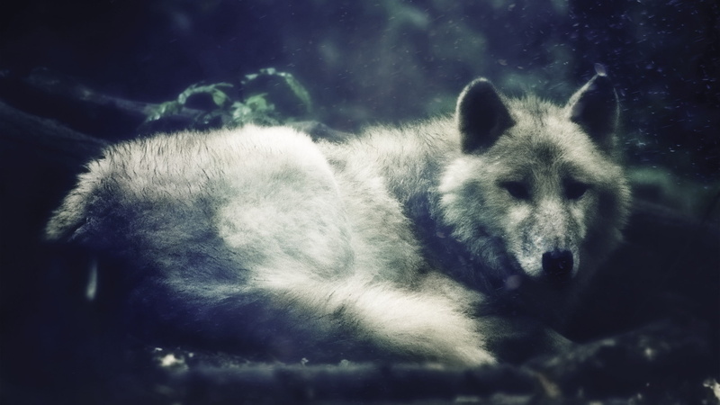 nature, wolf, 2K, noisy