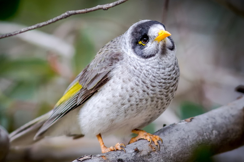 1080P, Honeyeater, Noisy miner, Bird, Birds