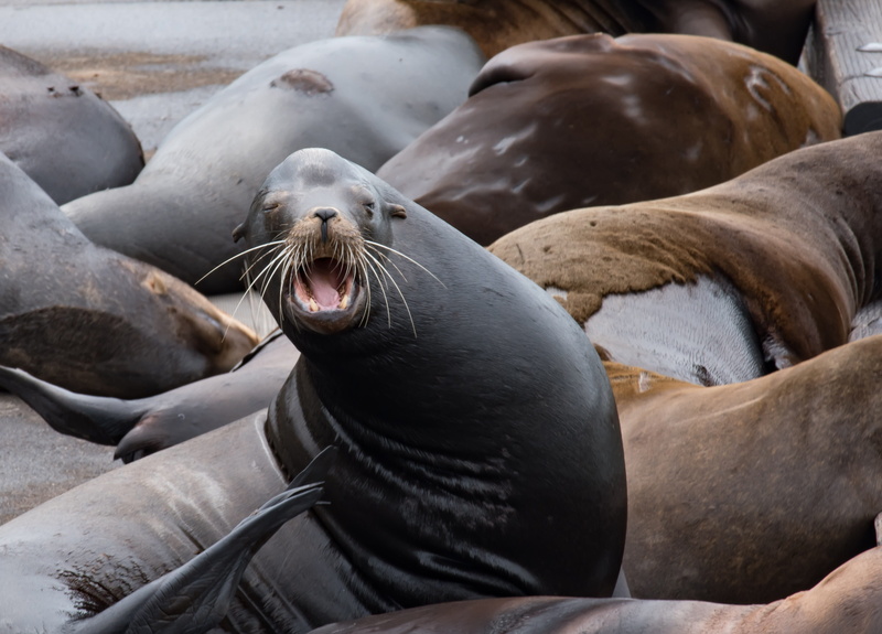 animal themes, underwater, animal wildlife, day, mammal, Northwest, sea, animals in the wild, water, relaxation, nature, seal - animal, animal family, aquatic mammal