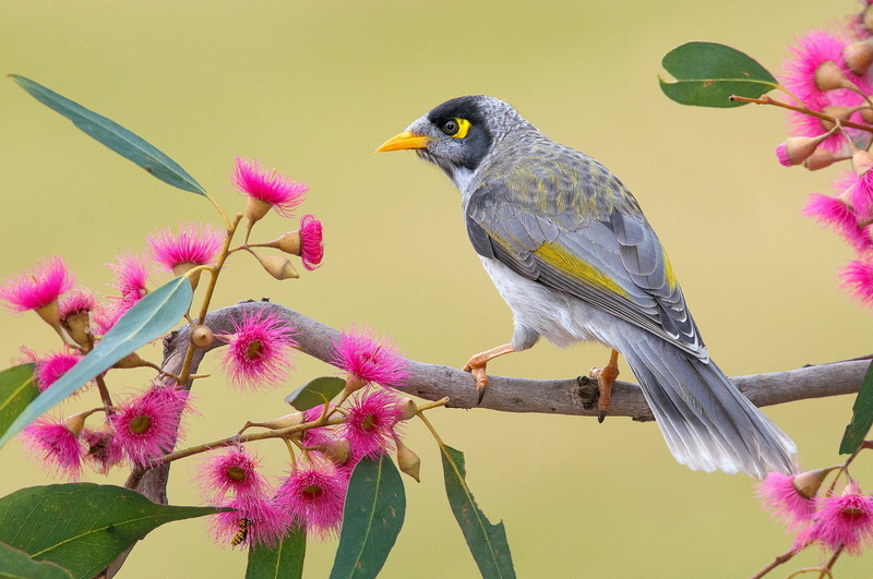 Flower, Branch, Bird, 1080P, Birds, Noisy miner