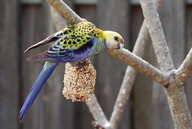 sitting, umbrella, outdoors, beauty in nature, focus on foreground, beak, parakeet, captive, cacatua, one animal, 2K, exotic, animal themes, animal, background