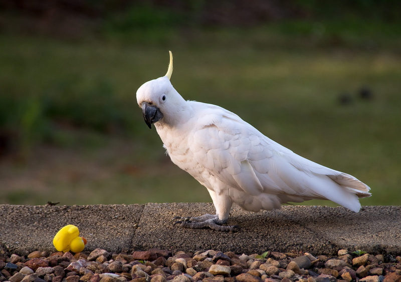 one animal, 2K, food, day, cacatua galerita, perching, cockatoo, australia, animal, sulphur crested cockatoo, close-up, no people, feather, solid, white