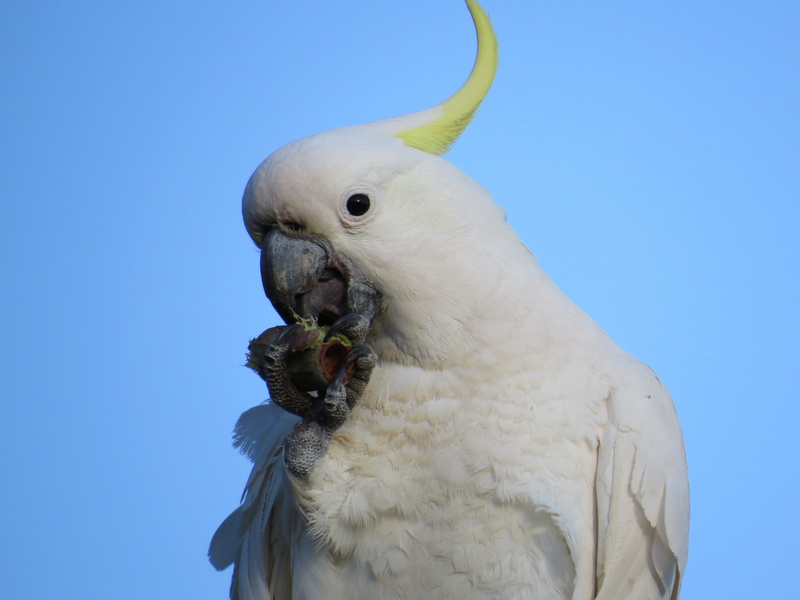 noisy, animal, gum nut, 4K, birds, colour, one animal, flight, bird, vertebrate, gumnut, animal head, day, animal themes, animals in the wild, sky, feathers