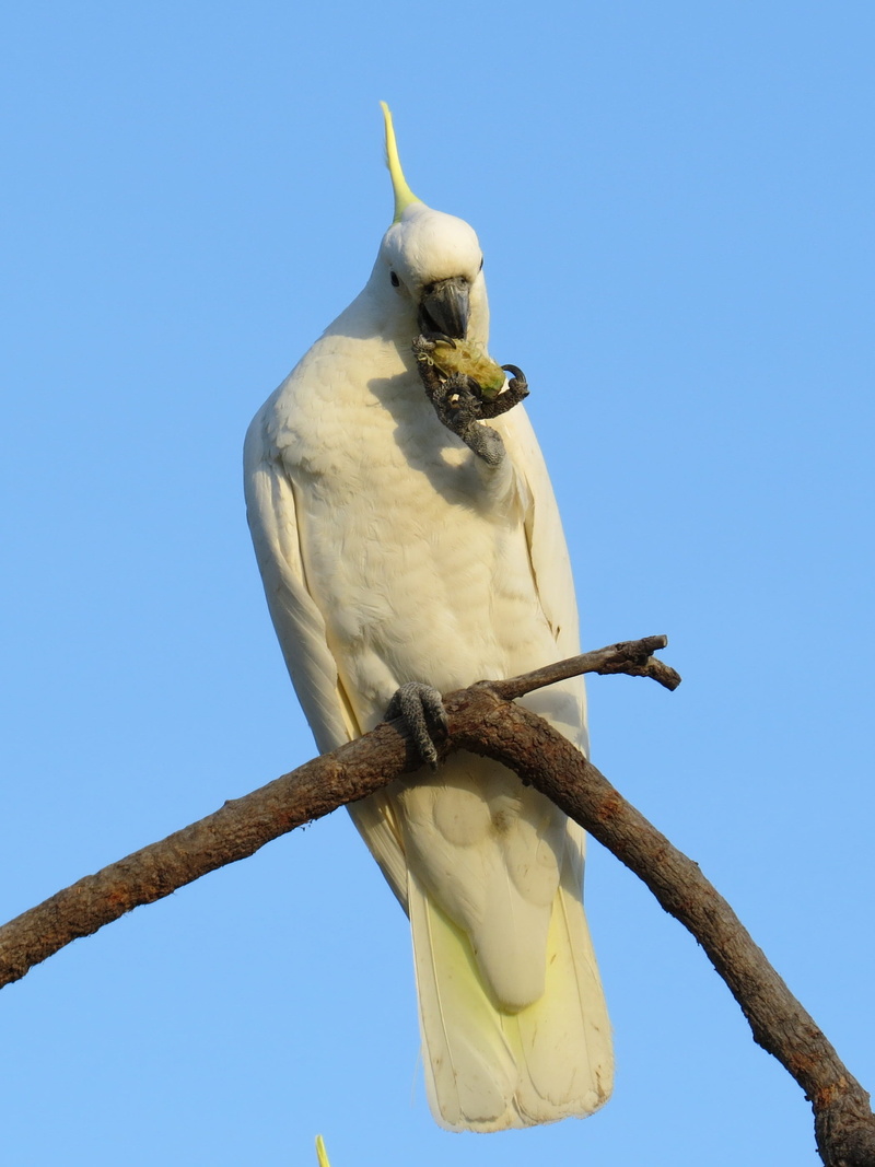 parrots, tree, 2K, flying, no people, clear sky, branch, colourful, animals in the wild, feathers, crested, wing, bird, colour, wildlife, cacatua galerita