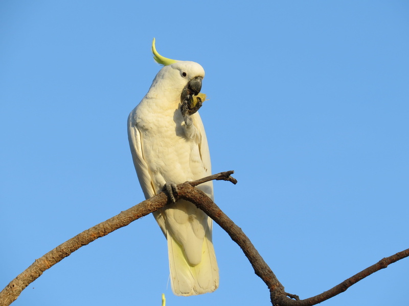 vertebrate, cacatua galerita, bird, yellow, 4K, color, sulphur-crested, avian, feather, colorful, natural, sky, pet, gum nut, animals in the wild, tropical