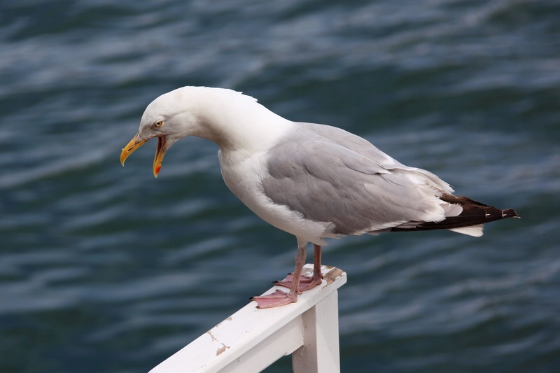 wooden, gray, screaming, noisy, outdoors, fence, lake, focus on foreground, white color, sea, loud, 2K, one animal, animals in the wild, animal wildlife