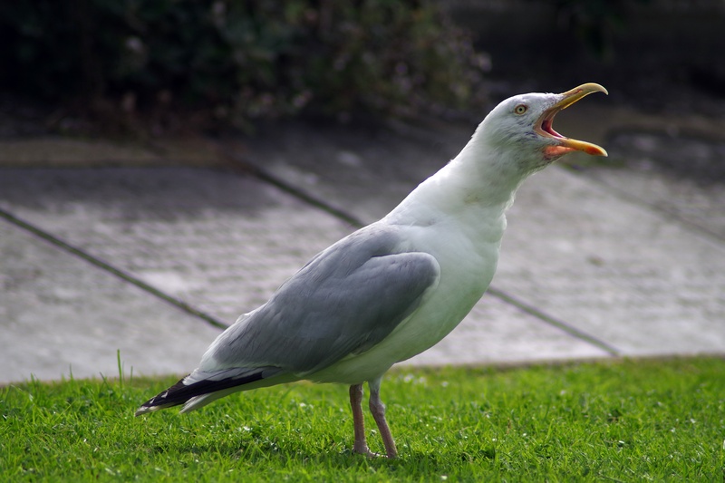 squawking, squawk, animal themes, nuisance, animal, field, gull, bird, outdoors, day, vertebrate, animals in the wild, green color, no people, sea-gull