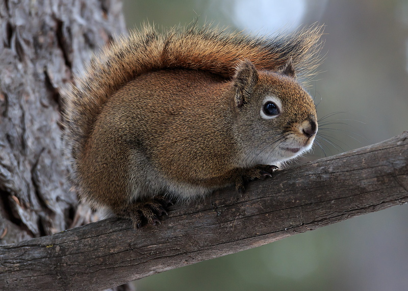 branch, forest, outdoors, small, animal, nature, squirrel, animal wildlife, whisker, wood - material, mammal, curious, rodent, tree, tree trunk, 4K, no people