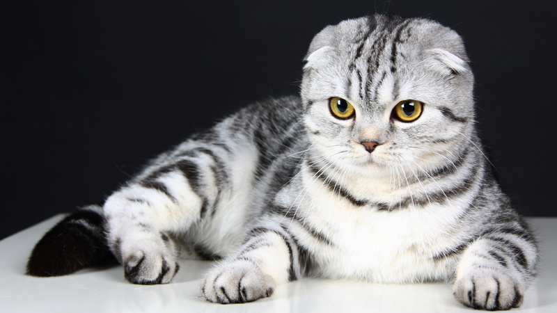 pet, gray, animal, eyes, 4K, kitten, cute, Cat, wool, Scottish Fold