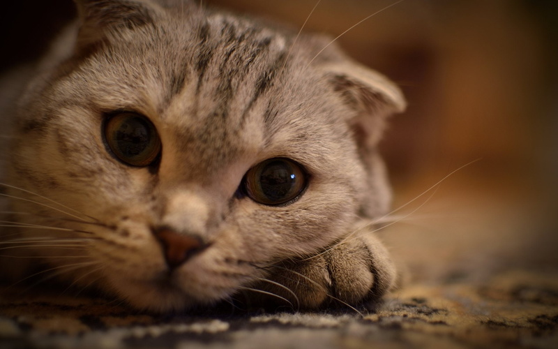 Scottish Fold, 1080P, Cats