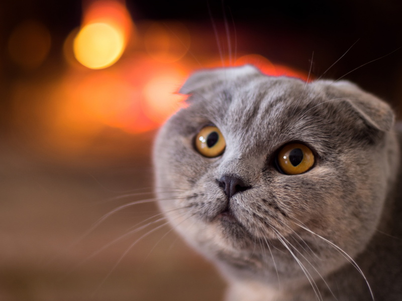 muzzle, 2K, Scottish fold, cat, Scottish fold cat, look