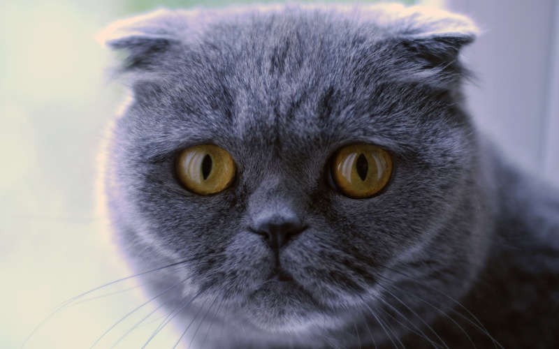 beautiful, cat, 4K, blue, close up, fold, scottish fold cat, scottish