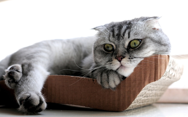 beautiful, scottish, sleepy, 2K, cat, scottish fold cat, fold