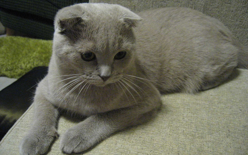 alert, scottish, scottish fold cat, 2K, fold, kitten, cat, cute
