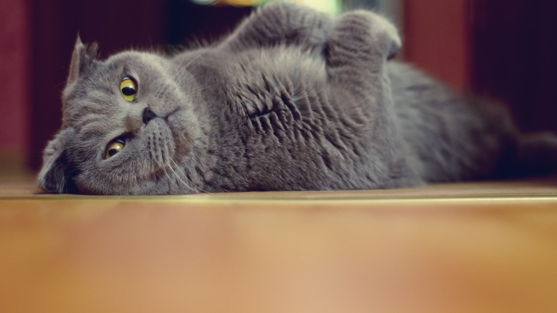 scottish, hd, 1080P, blue, cat, fold, animals