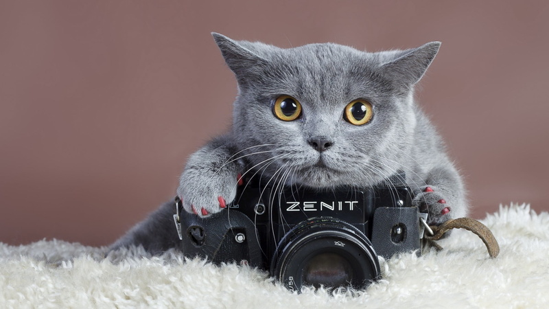 portrait, one animal, russian, studio shot, cat, 1080P, domestic cat, blue, technology, mammal, animals, domestic animals, photography themes, people