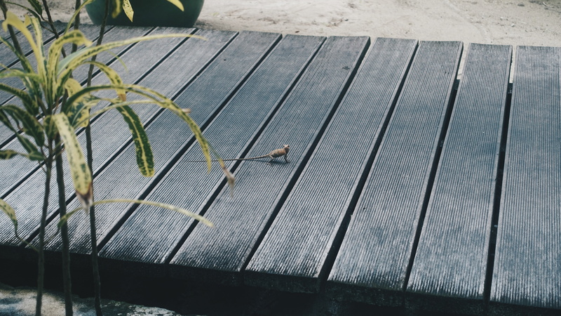 low section, wood - material, bed, no people, wood, high angle view, plank, pattern, day, boardwalk, folding, frame, plant, seat, metal, one animal, grass