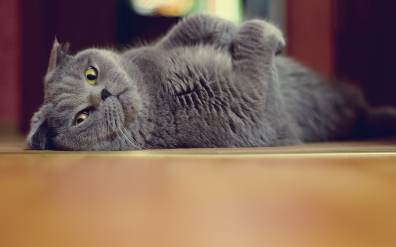 animal Eye, scottish, one Animal, animal, shorthair Cat, domestic, resting, young Animal, animals And Pets, animal head, fold, whisker, briton, fur, mammal
