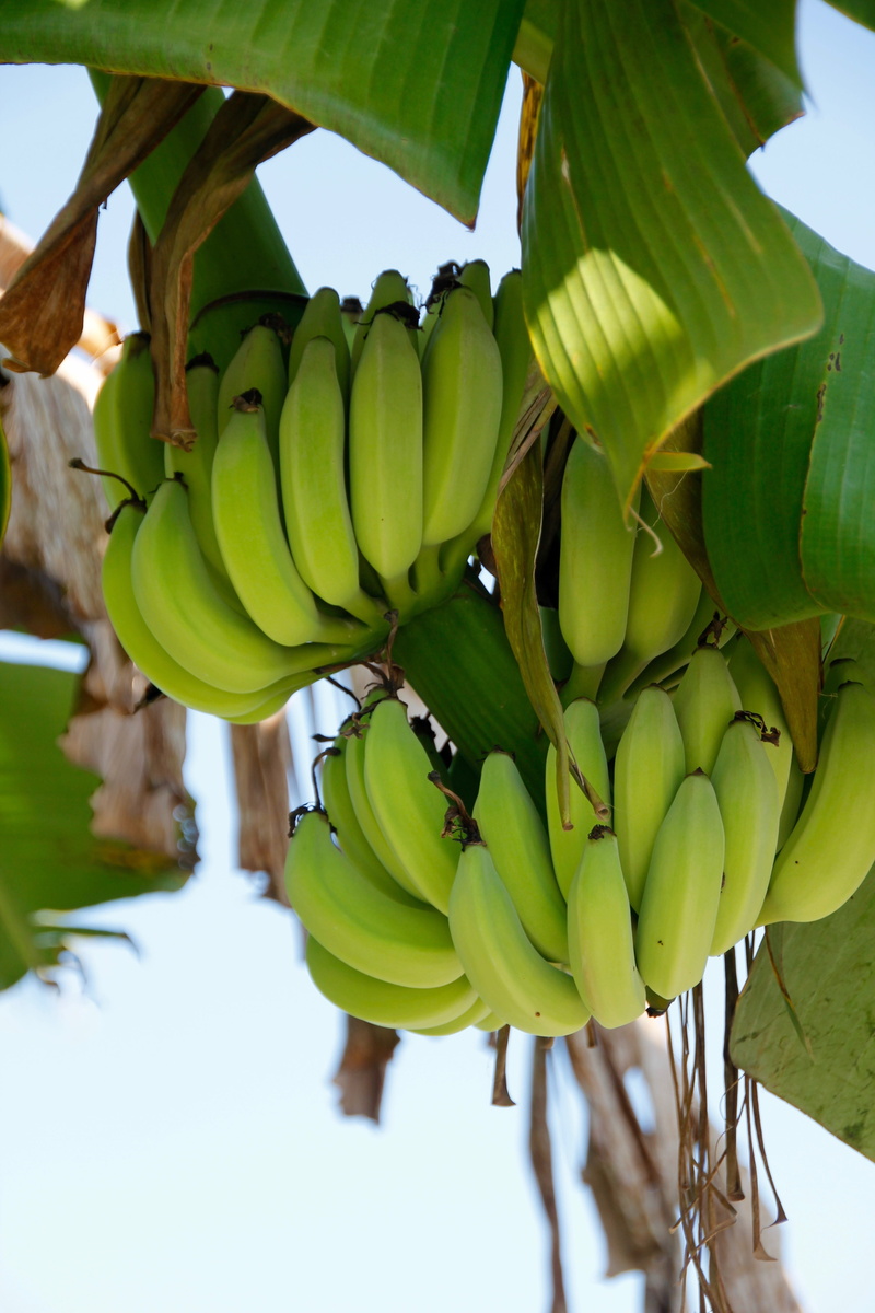 focus on foreground, banana leaf, agriculture, food and drink, shrub, plant, tropical, ripe, hanging, day, tree, banana, wellbeing, banana shrub, healthy eating