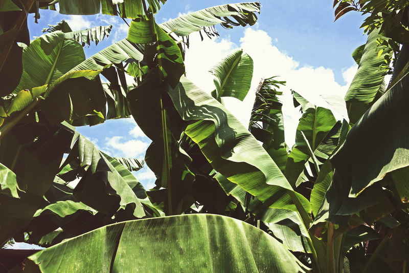 ecology, banana tree, plant, growth, jungle, trees, flora, green color, close-up, sunlight, tranquility, cloud - sky, growing, green, beauty in nature