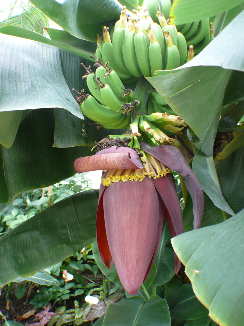 green color, leaf, healthy eating, banana plant, freshness, banana, food and drink, food, growth, Shrub, flowering plant, flower, outdoors, banana shrub
