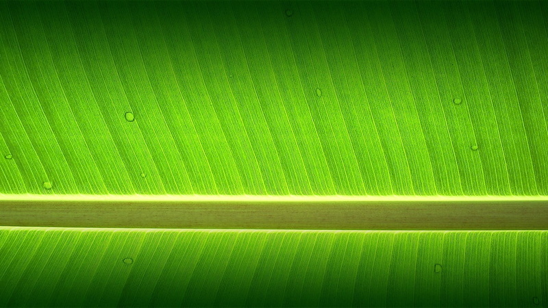 textured effect, striped, palm leaf, leaf vein, leaf, nature, vibrant color, banana leaf, beauty in nature, backgrounds, no people, close-up