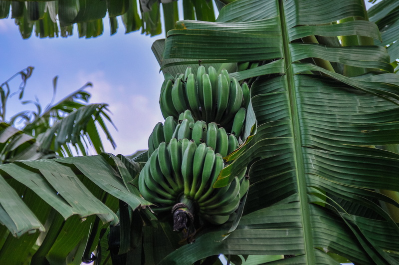 healthy eating, outdoors, plant, shrub, Africa, tenerife, leaves, day, food, fruit, plant part, close-up, banana flower, palm leaf, bunch, banana, green