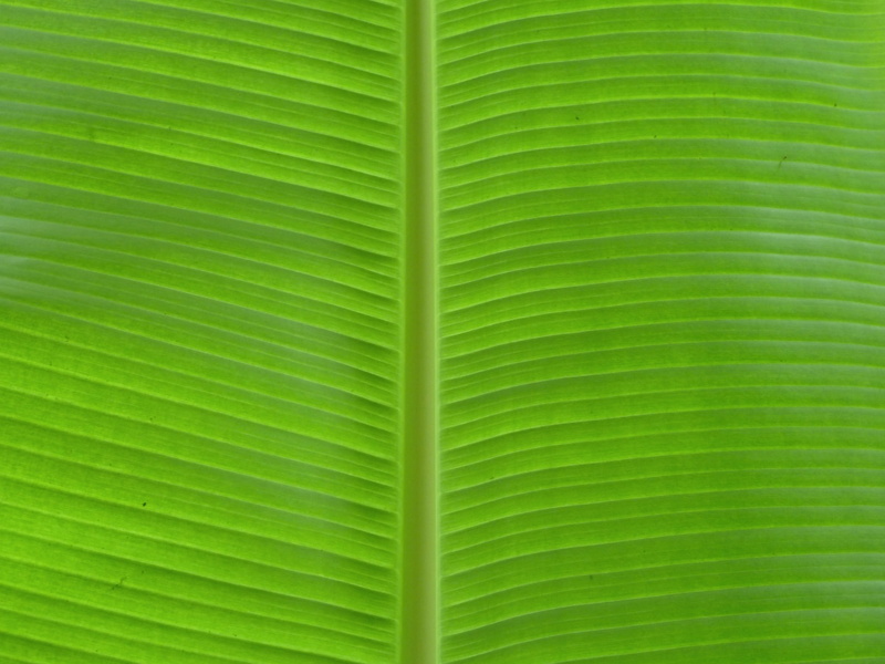 beauty in nature, leaf, banana leaf themed  for desktops, leaf vein, outdoors, 1080P, full frame, palm leaf, textured, backgrounds, striped, plant, banana leaf