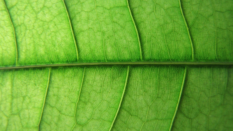 nature, textured, green, brown, banana leaf, full frame, leaf, macro, pattern, fragility, beauty in nature, freshness, 1080P, directly above, area, natural pattern
