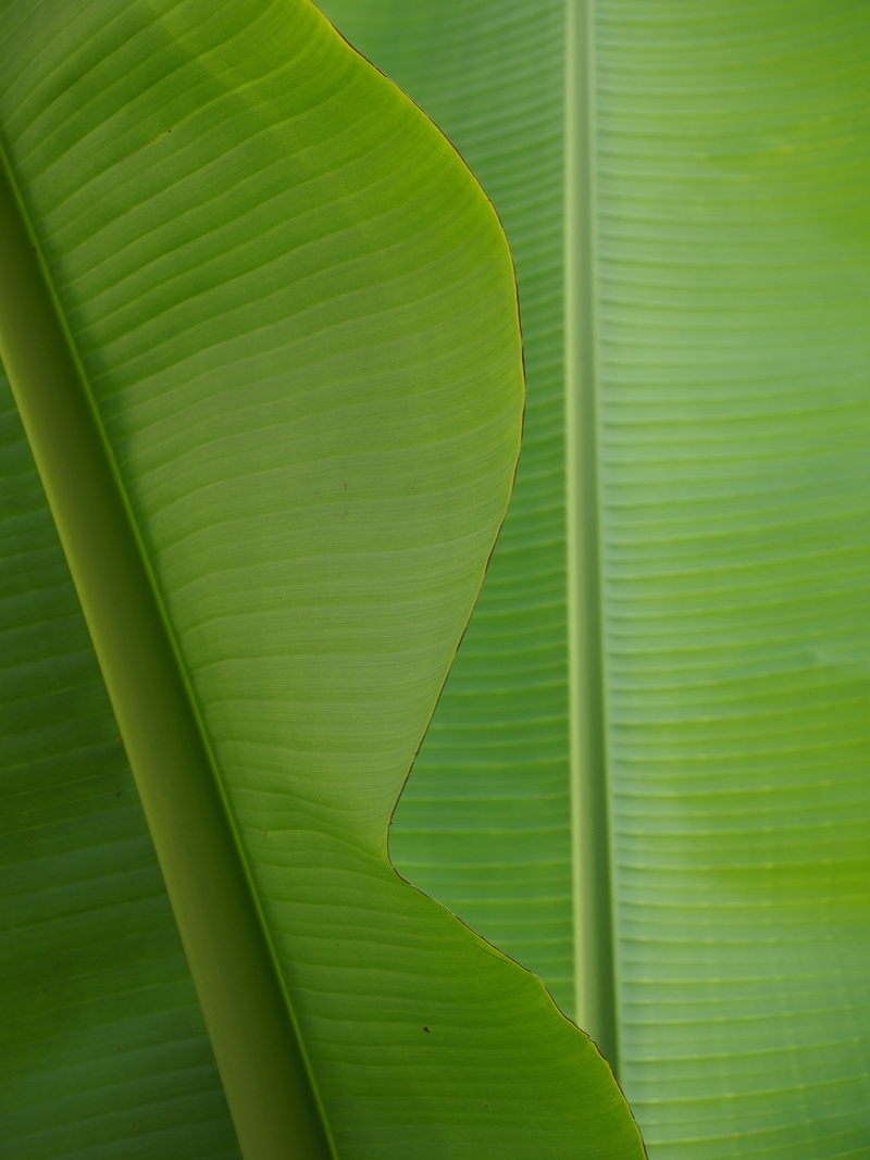 4K, green, outdoors, no people, close-up, banana leaf, exotic, palm leaf, full frame, day, leaf, nature, vulnerability, leaves, fragility, growth, natural pattern