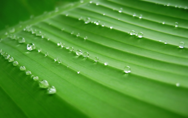 dew, banana leaf, water drops, drops, banana, 1080P, water, leaf, green