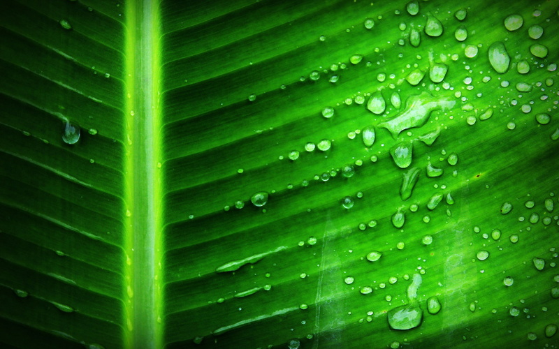 outdoors, rain, dewdrop, leaves, pattern, plant, drop, close-up, banana, purity, nature, full frame, green color, leaf, plant part, beauty in nature, no people