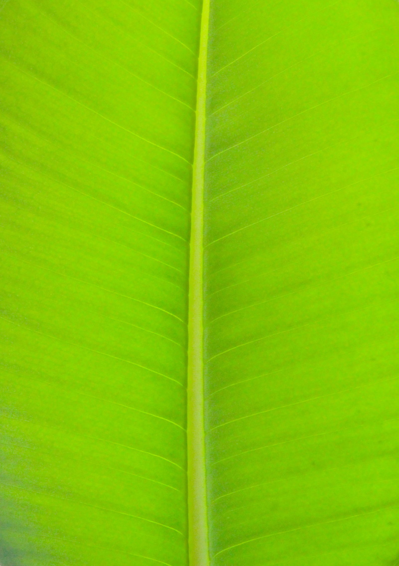 plants, natural pattern, full frame, freshness, herb, light, leaf, copy space, backgrounds, beauty in nature, the leaves, nature, pattern, plant, green