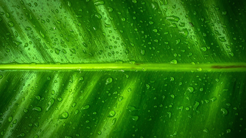 leaves, drop, plant, backgrounds, green leaf, dew, green, rain, freshness, plant part, water, green color, indoors, leaf vein, leaf, wet, raindrop, banana leaf