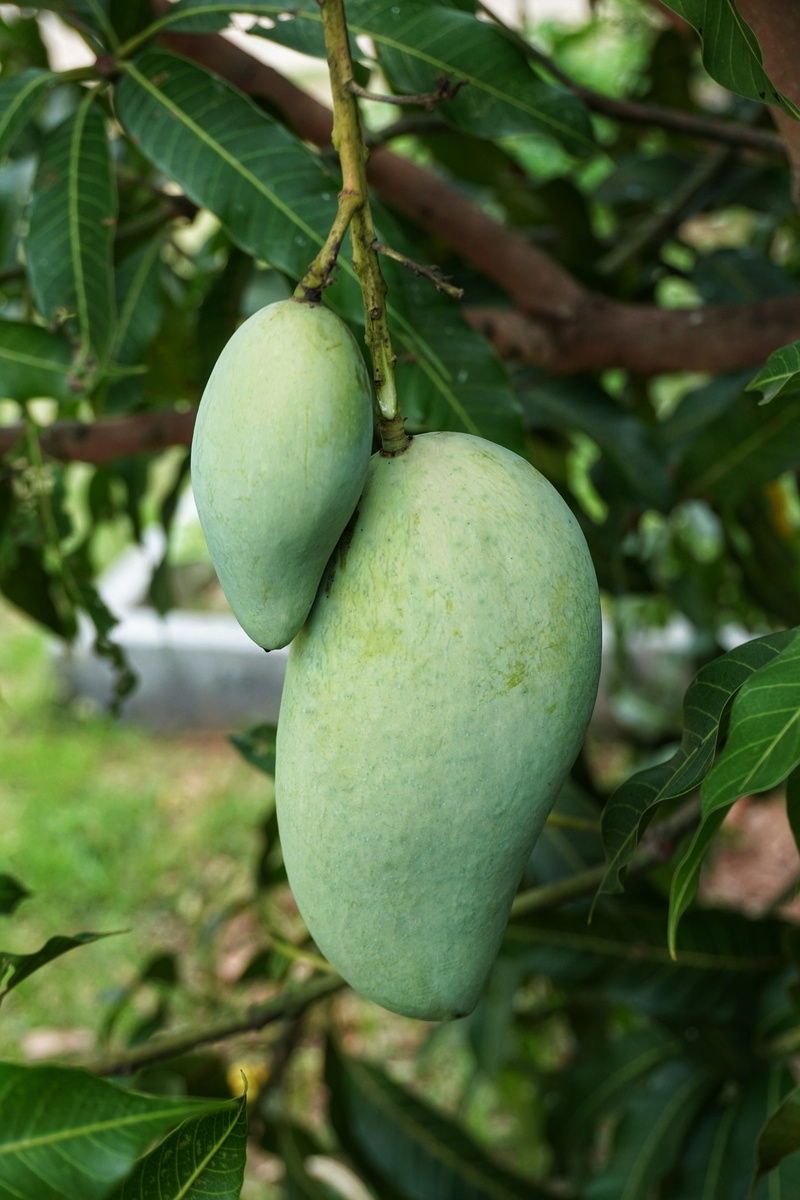 wellbeing, outdoors, growth, tree, branch, beauty in nature, color, mango, fruit, 5K, healthy eating, plant, leaf, agriculture, food and drink, ripe, food