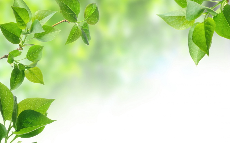 plant part, environment, forest, no People, selective Focus, green, season, new Life, beauty In Nature, sun, botany, sunny, twig, summer, defocused, 2K