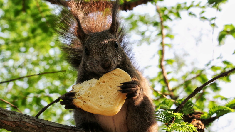 nature, plants, squirrel, 2K, animals
