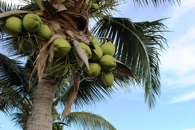 grow, food and drink, blue sky, no people, 4K, fruit, healthy eating, island, plant part, plant, growing, outdoors, sky, travel, isolated, background